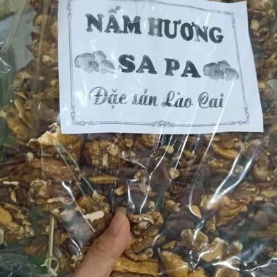 Nấm hương rừng - Sapa