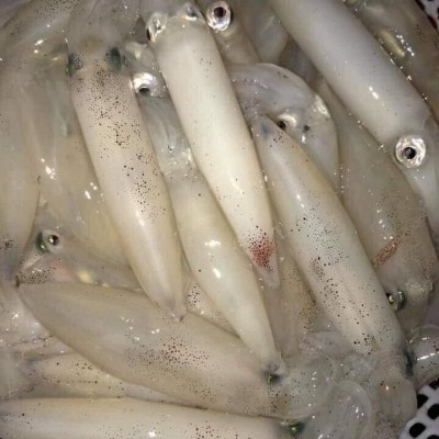 Mực ống lao size 10-15 con