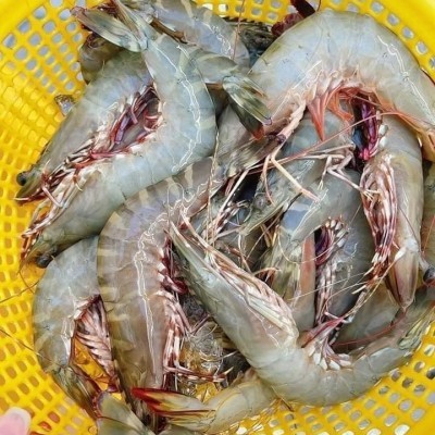 Tôm sú biển size 10-20 con