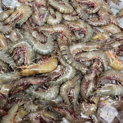 Tôm sú biển nhỏ 