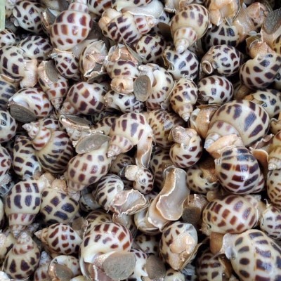 Ốc hương