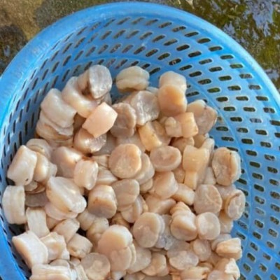 Cồi mai