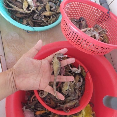Cá ngựa
