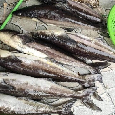Cá bớp cắt lát
