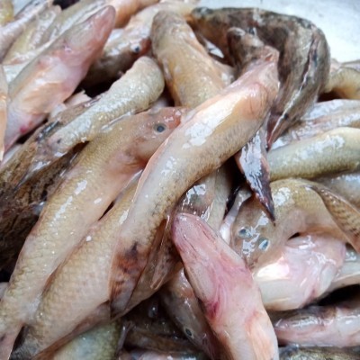 Cá bống