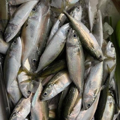 Cá ngân