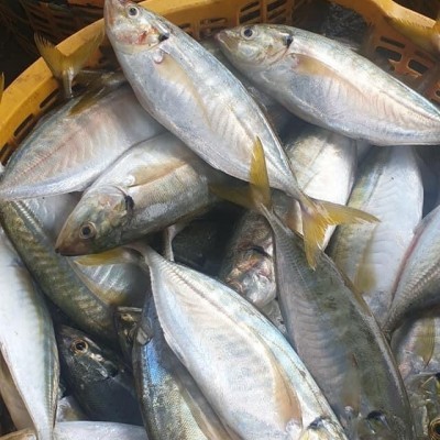Cá bạc má