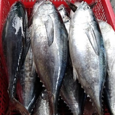 Cá ngừ