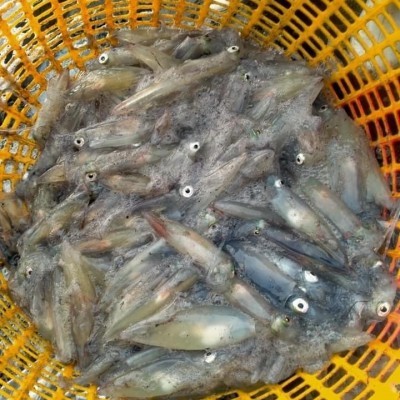 Mực trứng