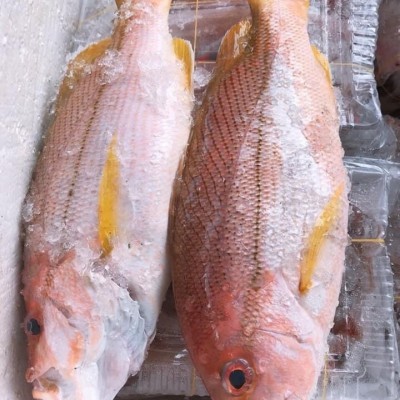 Cá hồng 